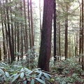 Swift Camp Creek Trail - 8.jpg